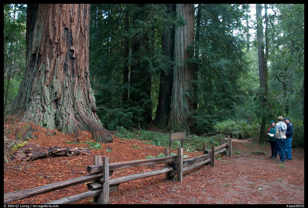 Visitors look at redwood trees. Big Basin Redwoods State Park, SF Bay area, California, USA