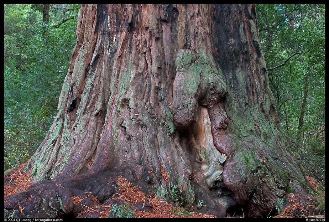 Base of redwood tree named Father of the Forest. Big Basin Redwoods State Park, SF Bay area, California, USA