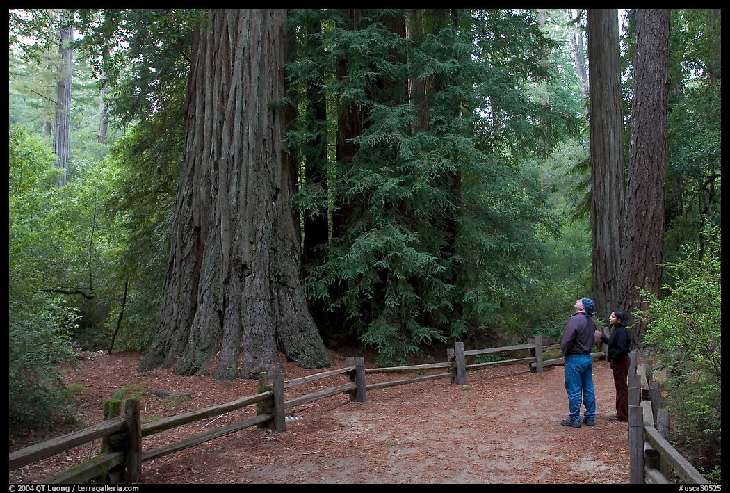 Visitors standing amongst redwood trees. Big Basin Redwoods State Park, SF Bay area, California, USA