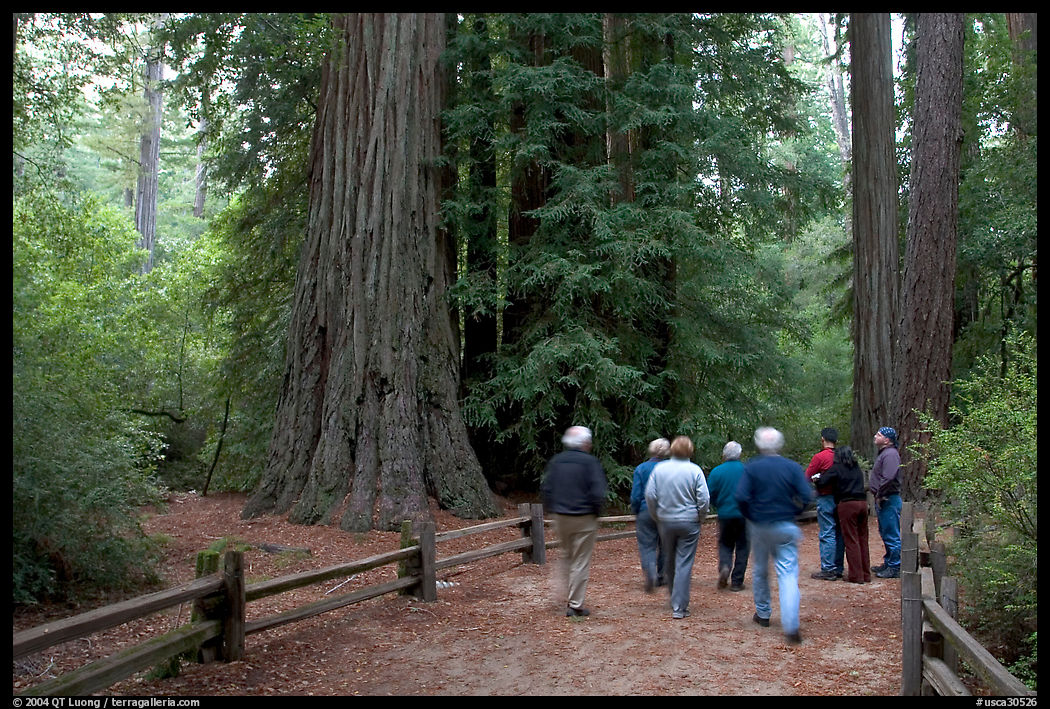 Visitors walking on trail amongst redwood trees. Big Basin Redwoods State Park, SF Bay area, California, USA