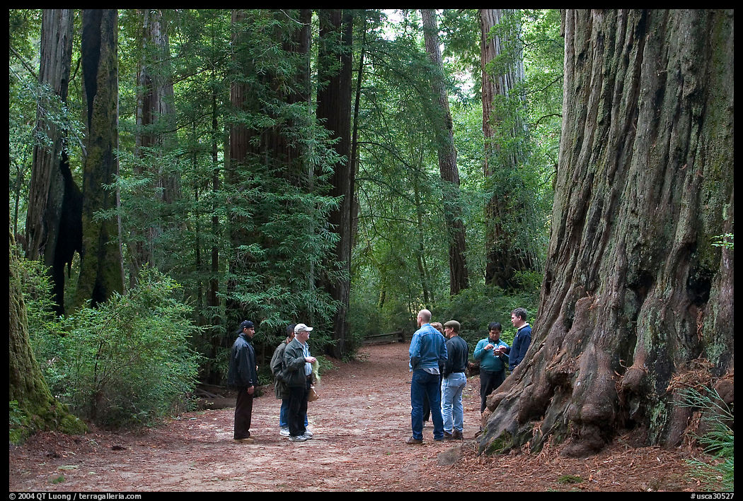 Visitors amongst redwood trees. Big Basin Redwoods State Park, SF Bay area, California, USA