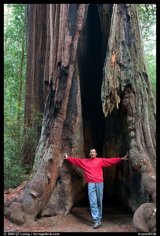 Visitor standing at the base of a hollowed-out redwood tree. Big Basin Redwoods State Park, SF Bay area, California, USA
