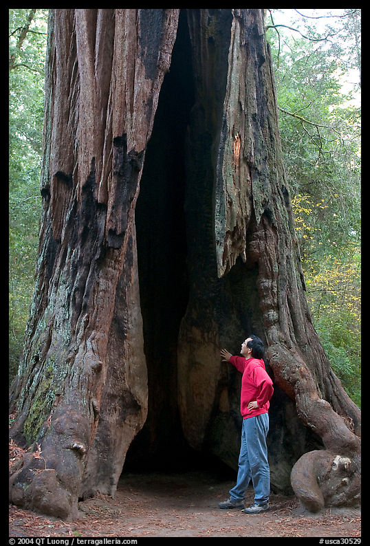 Visitor standing at the base of a hollowed-out redwood tree. Big Basin Redwoods State Park, SF Bay area, California, USA