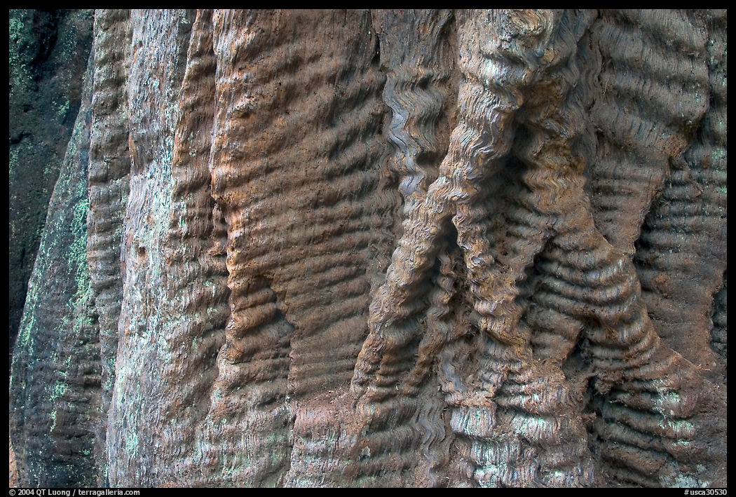 Bark texture of a redwood tree. Big Basin Redwoods State Park, SF Bay area, California, USA