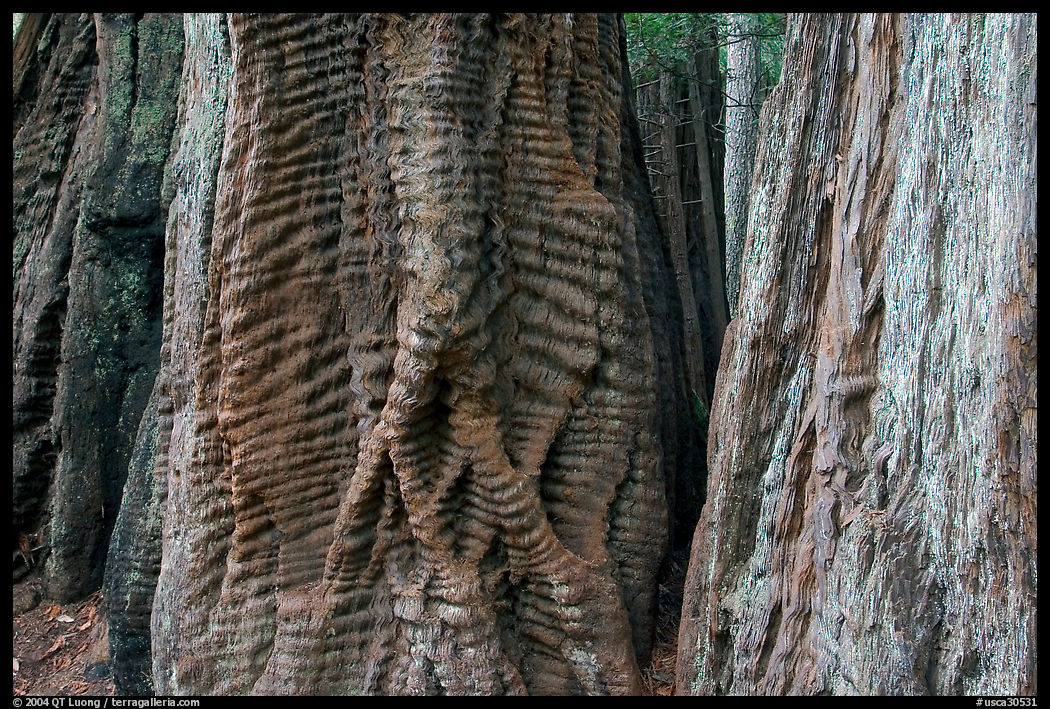 Trunks of redwood trees with curious texture. Big Basin Redwoods State Park, SF Bay area, California, USA