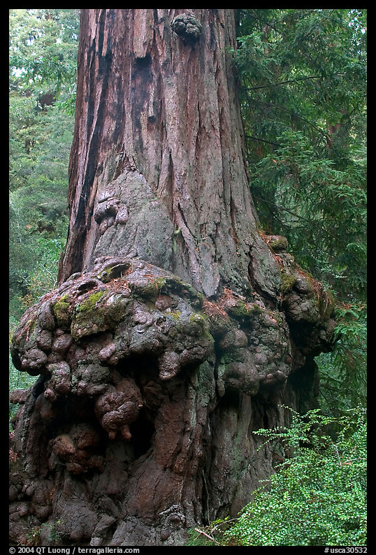 Burl at the base of a redwood tree. Big Basin Redwoods State Park, SF Bay area, California, USA