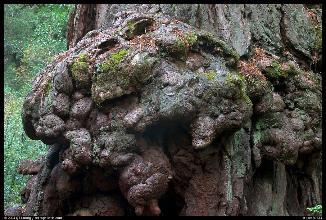 Redwood tree burl. Big Basin Redwoods State Park, SF Bay area, California, USA