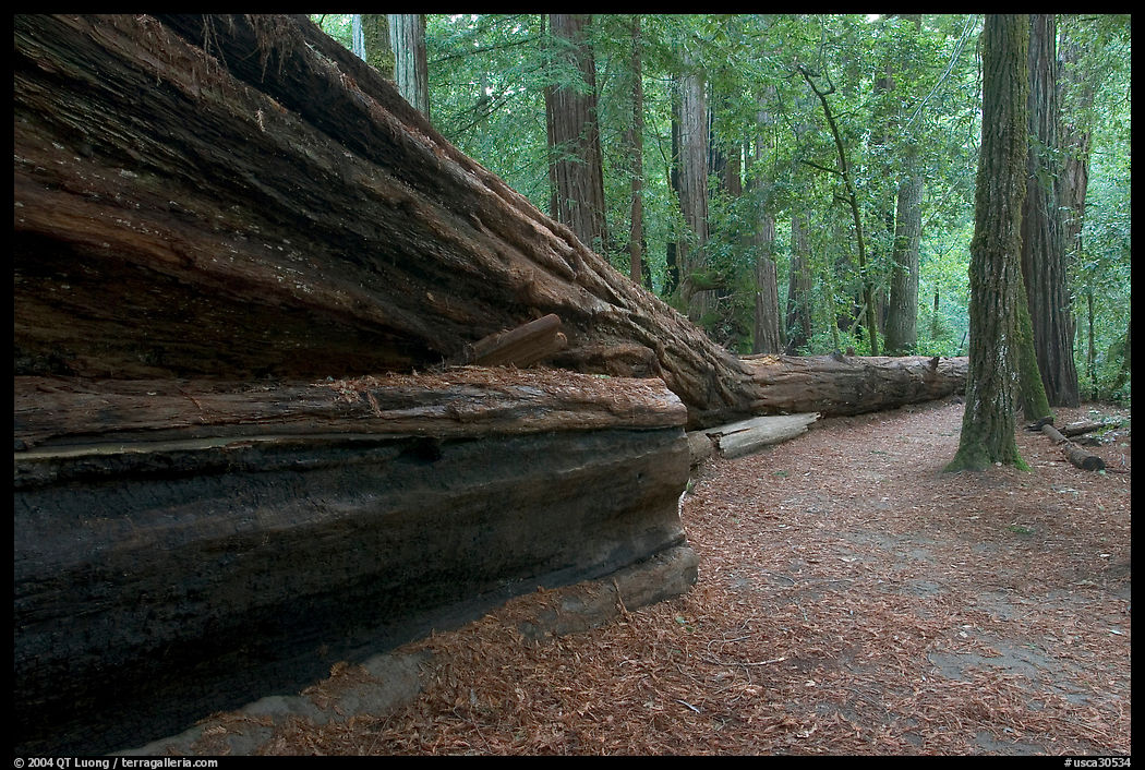 Fallen giant redwood. Big Basin Redwoods State Park, SF Bay area, California, USA