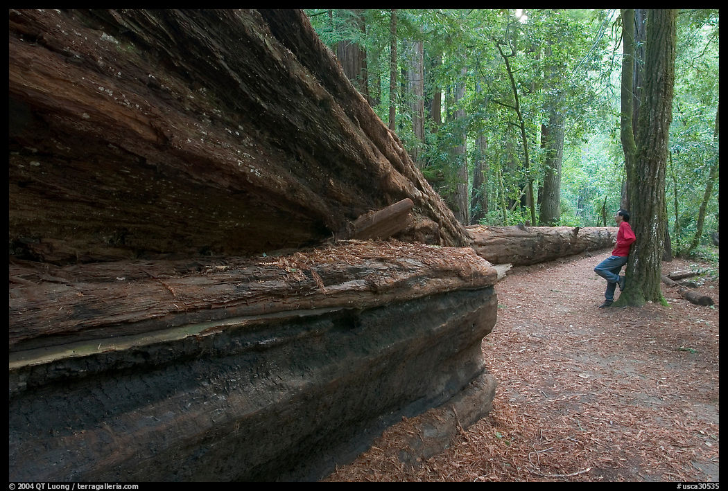 Visitor looking at fallen redwood tree. Big Basin Redwoods State Park, SF Bay area, California, USA