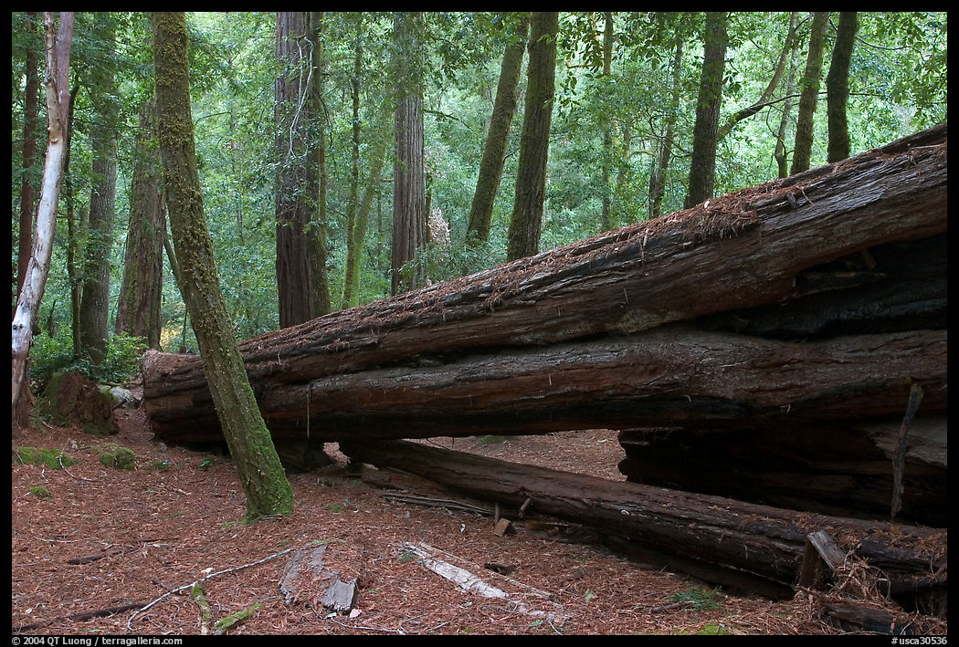 Fallen redwood tree. Big Basin Redwoods State Park, SF Bay area, California, USA