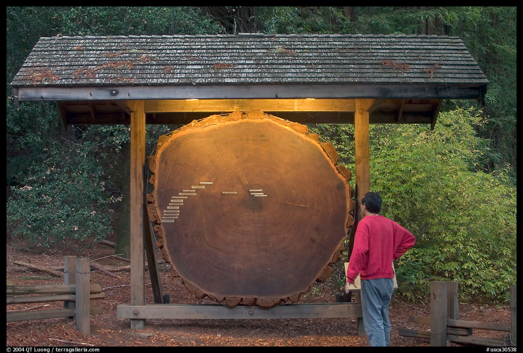 Visitor looking at a redwood cross-section with age tags. Big Basin Redwoods State Park, SF Bay area, California, USA