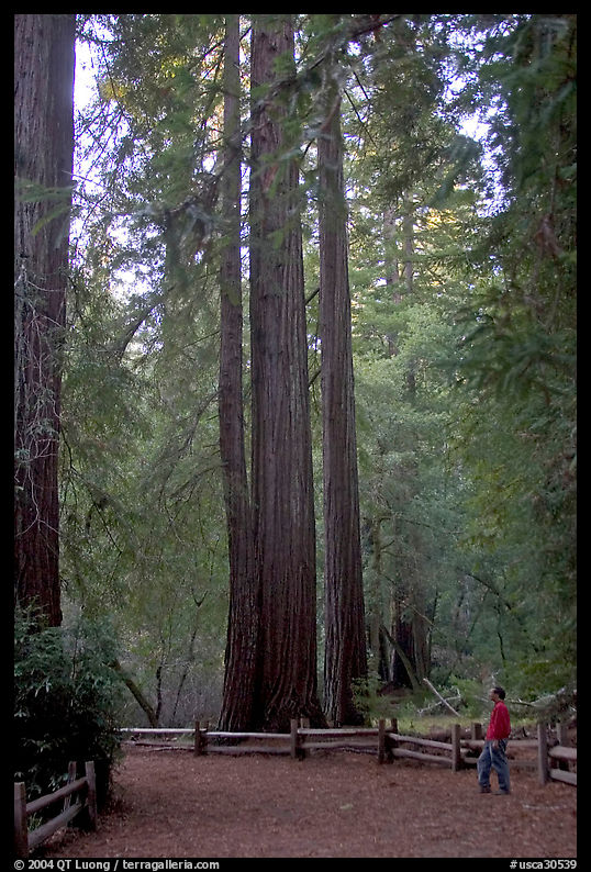 Visitor standing at the base of tall redwood trees. Big Basin Redwoods State Park, SF Bay area, California, USA