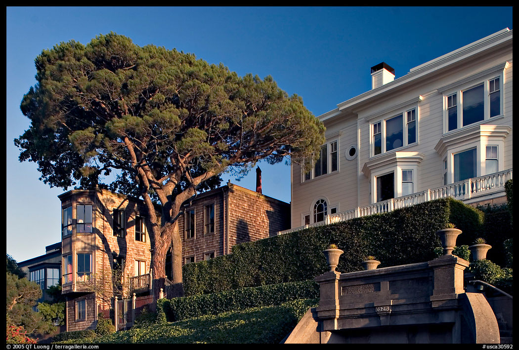 Tree and houses on hill, late afternoon. San Francisco, California, USA