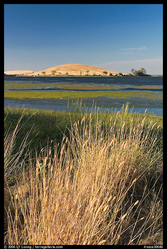 Summer grasses, Oneill Forebay, San Luis Reservoir State Recreation Area. California, USA