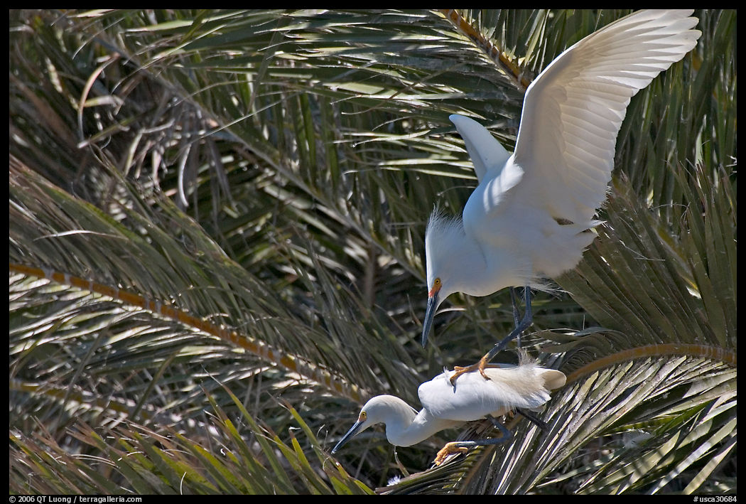 Egrets in palm trees, Baylands. Palo Alto, SF Bay area, California, USA