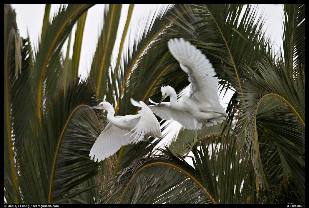 Two egrets in tree, Baylands. Palo Alto, SF Bay area, California, USA