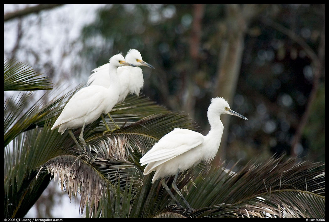 Three egrets resting, Palo Alto Baylands. Palo Alto, SF Bay area, California, USA