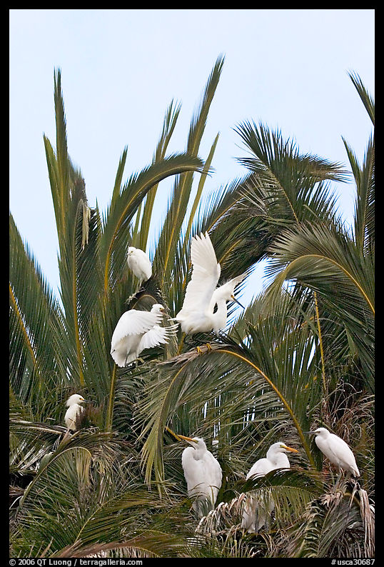 Egret rookery on palm tree, Baylands. Palo Alto, SF Bay area, California, USA