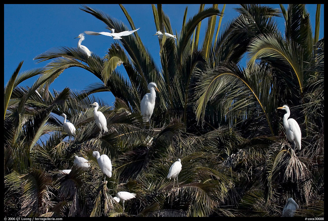 Egret rookery, Baylands. Palo Alto, SF Bay area, California, USA