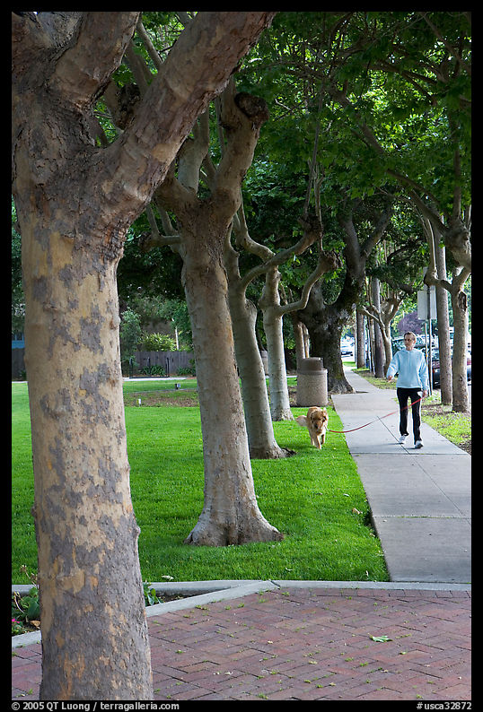 Woman walking her dog. Menlo Park, SF Bay area, California, USA
