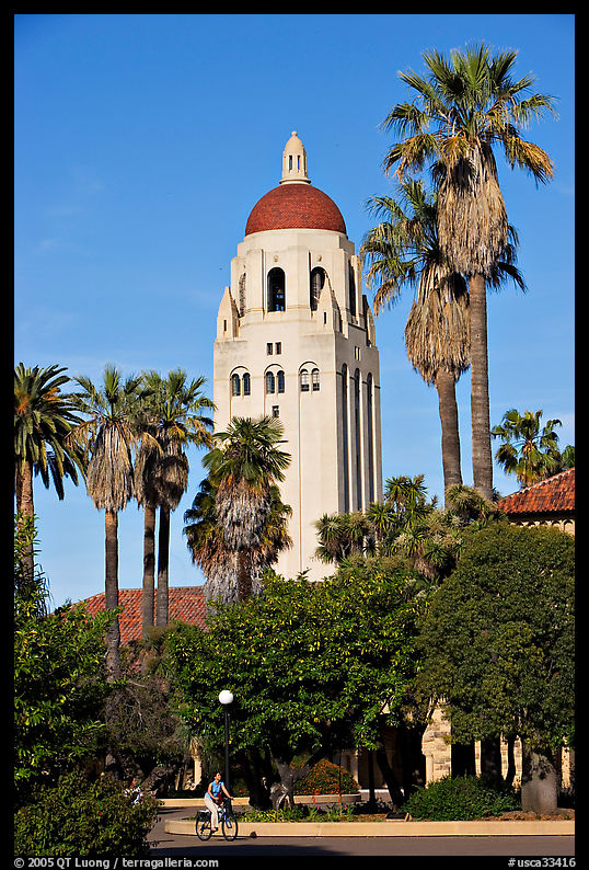 Hoover Tower seen from the Main  Quad, late afternoon. Stanford University, SF Bay area, California, USA