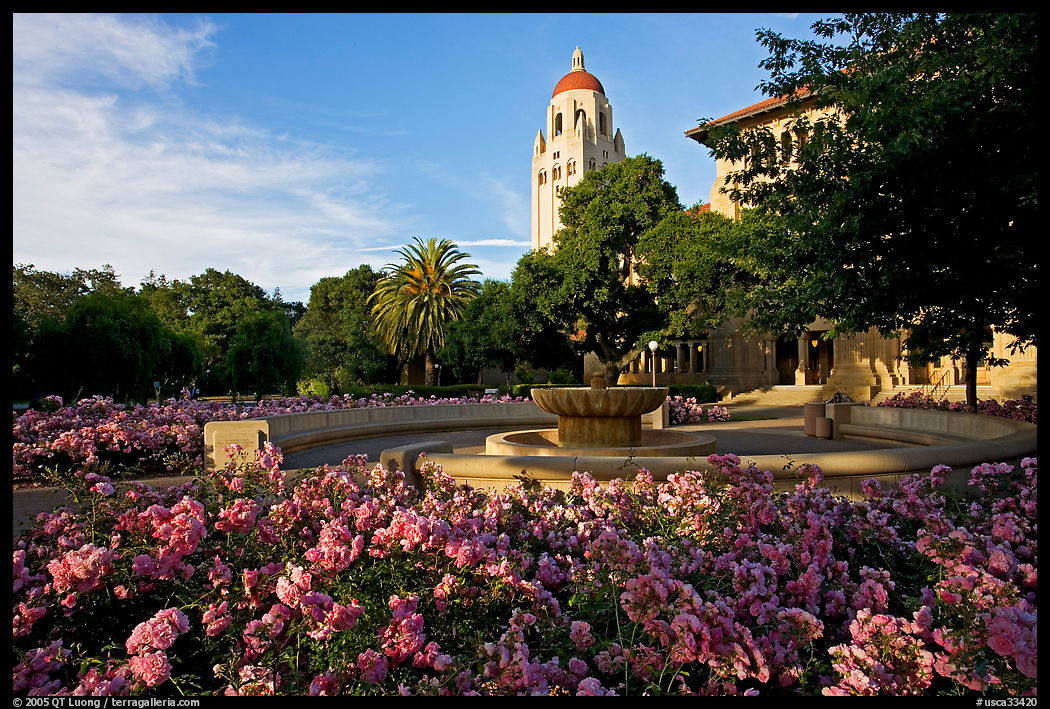 Hoover Tower and bed of roses, late afternoon. Stanford University, SF Bay area, California, USA