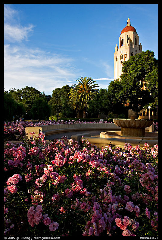 Roses, Green Library and Hoover Tower,  late afternoon. Stanford University, SF Bay area, California, USA