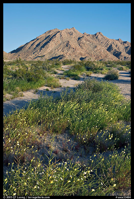 Wildflowers and Sheep Hole Mountains. California, USA