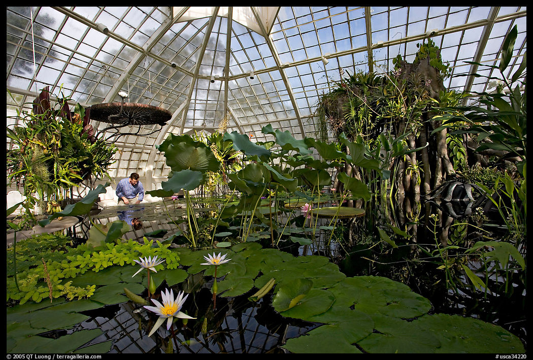 Water lilies in the the Conservatory of Flowers. San Francisco, California, USA