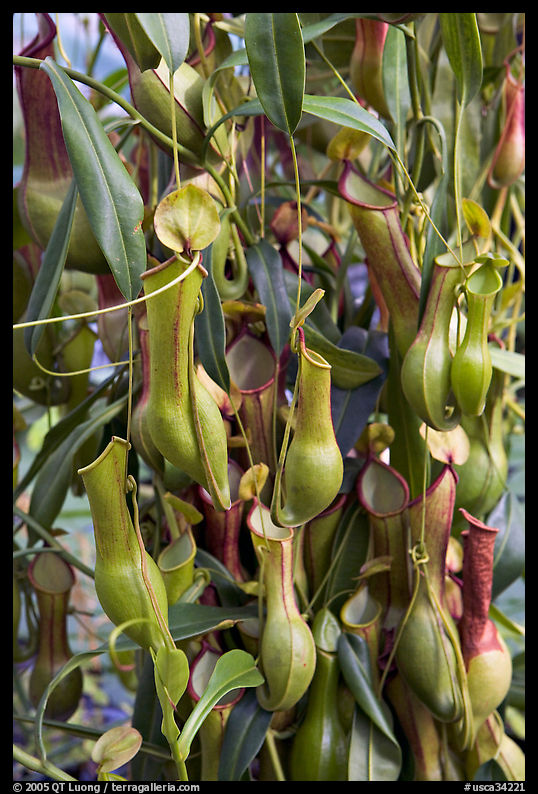Carnivorous pitcher plant in the the Conservatory of Flowers. San Francisco, California, USA