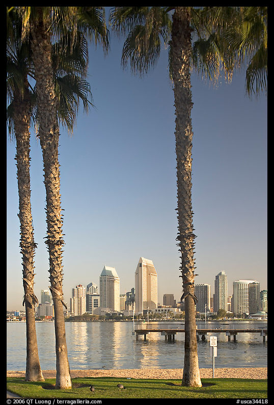 Skyline framed by palm trees from Coronado. San Diego, California, USA