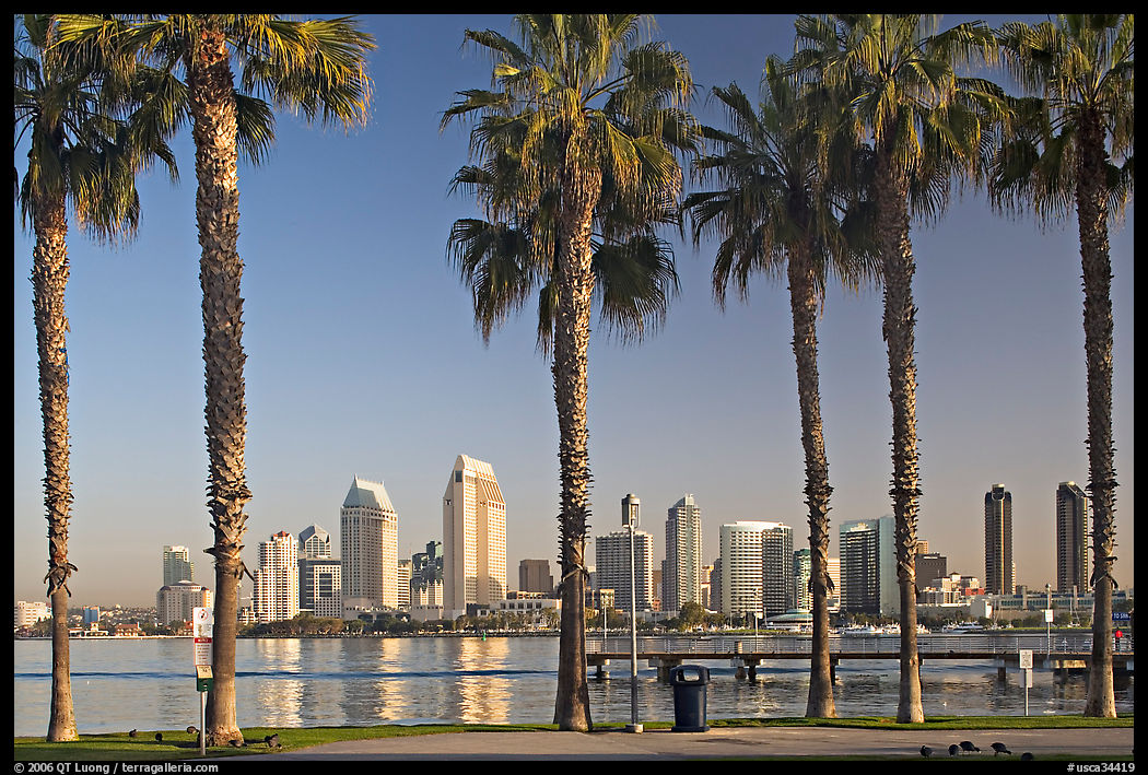 Palm trees and skyline, early morning. San Diego, California, USA