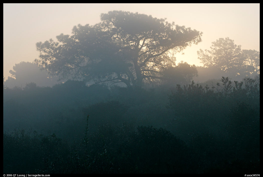 Pine trees in fog, sunrise, Torrey Pines State Preserve. La Jolla, San Diego, California, USA