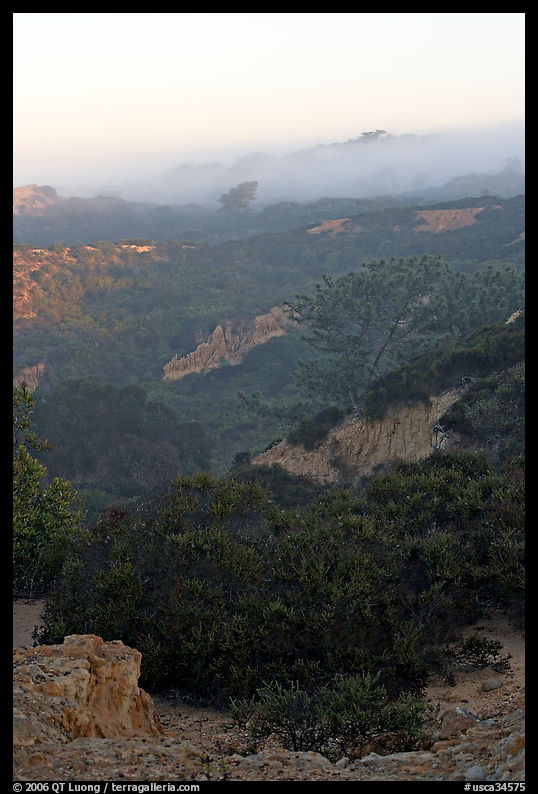 Ridges and fog and sunrise,  Torrey Pines State Preserve. La Jolla, San Diego, California, USA