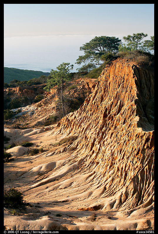 Rare Torrey Pine trees on sandstone promontory,  Torrey Pines State Preserve. La Jolla, San Diego, California, USA