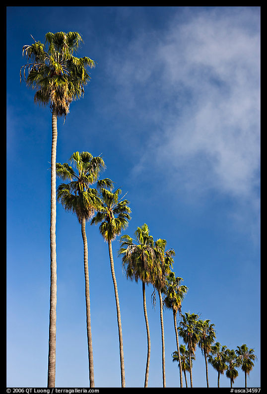 Row of palm trees. La Jolla, San Diego, California, USA