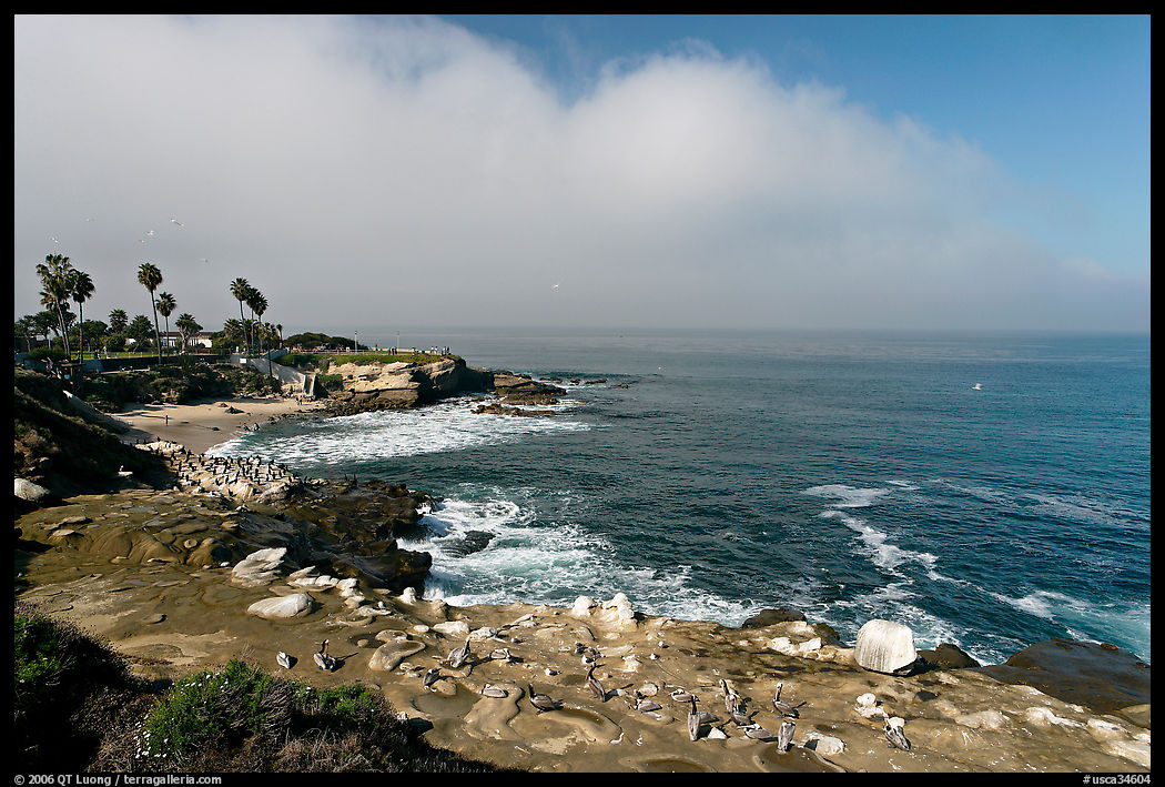 San Jolla Cove and seabirds. La Jolla, San Diego, California, USA
