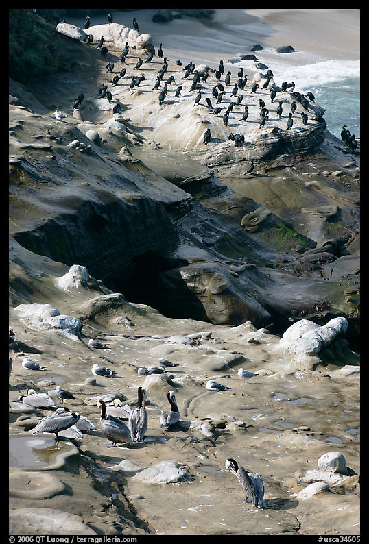 Pelicans and cormorants, the Cove. La Jolla, San Diego, California, USA