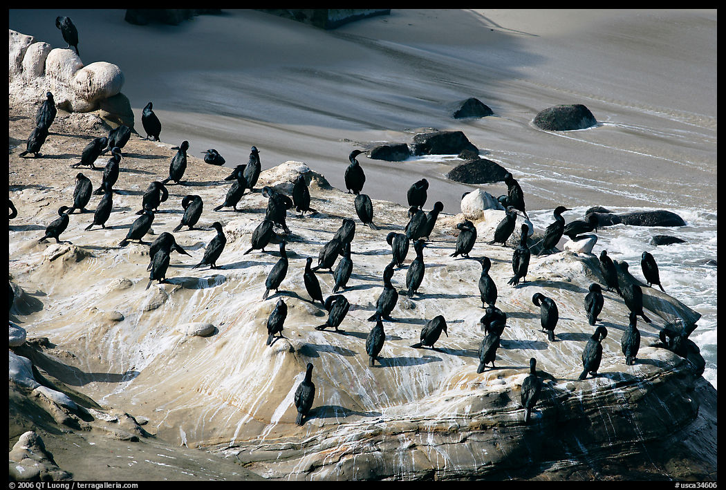 Cormorants, the Cove. La Jolla, San Diego, California, USA