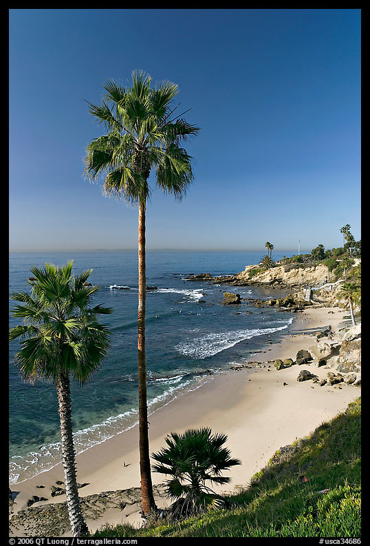 Palm trees and Rockpile Beach. Laguna Beach, Orange County, California, USA