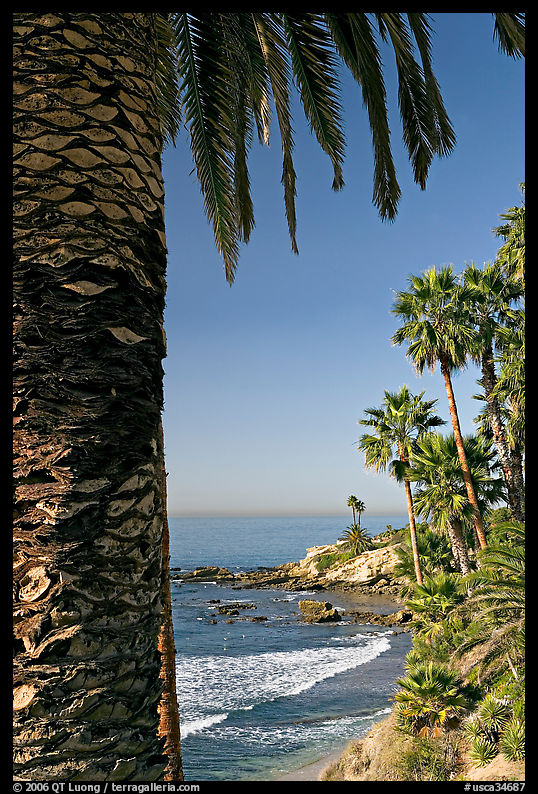 Beach and palm trees in Heisler Park. Laguna Beach, Orange County, California, USA