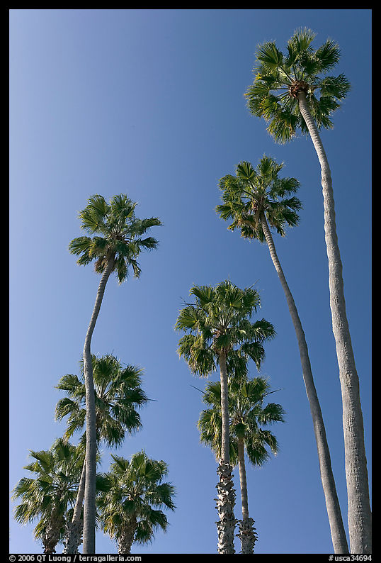 Palm trees. Laguna Beach, Orange County, California, USA