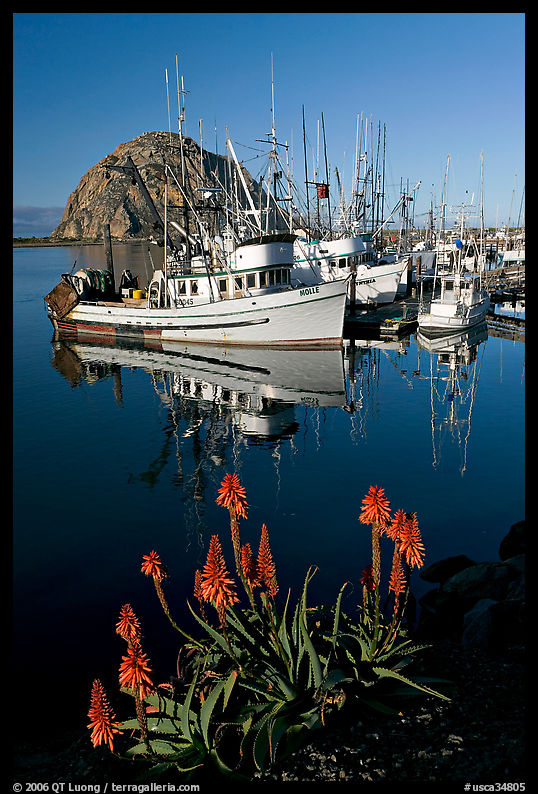 Flowers, fishing boats,and Morro Rock, morning. Morro Bay, USA