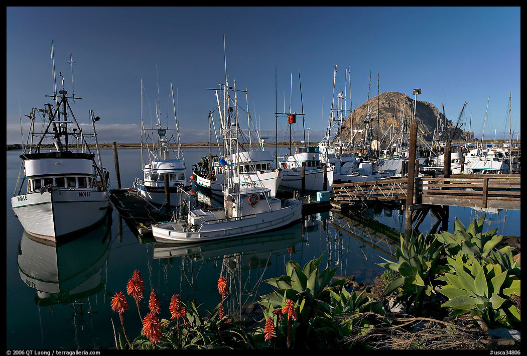 Flowers, harbor, and Morro Rock, morning. Morro Bay, USA