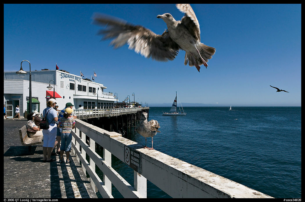 Seagull landing, Wharf. Santa Cruz, California, USA