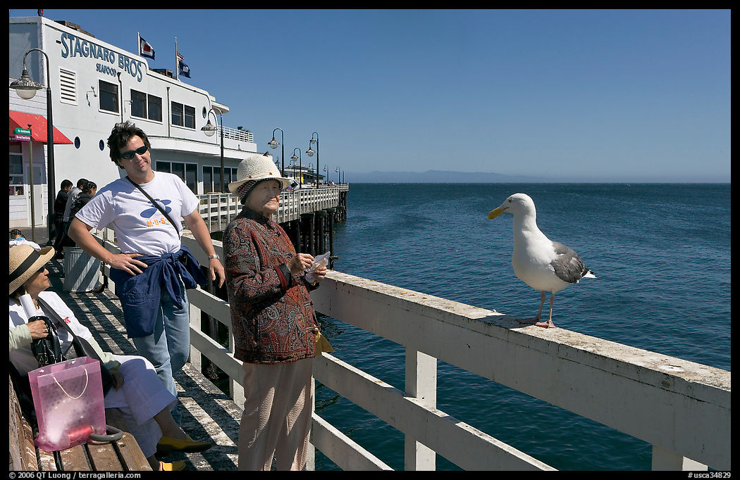 Visitors looking at a seagull on the wharf. Santa Cruz, California, USA