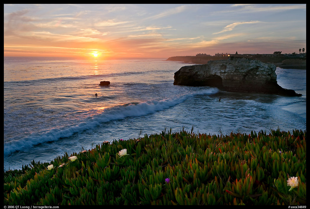 Iceplant and seastack, Natural Bridges State Park, sunset. Santa Cruz, California, USA
