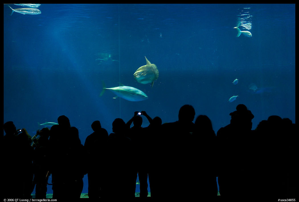 Watching the one-million-gallon open-ocean aquarium, Monterey Bay Aquarium. Monterey, California, USA