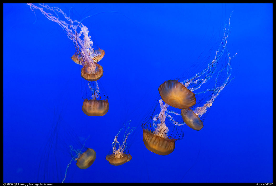 Jellyfish, Monterey Bay Aquarium. Monterey, California, USA