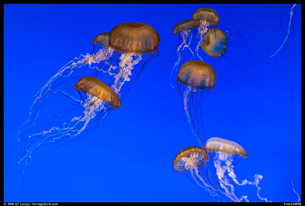 Graceful jellies, Monterey Bay Aquarium. Monterey, California, USA